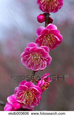 Plum flowers View Large Photo Image Stock Photograph - Plum flowers. Fotosearch