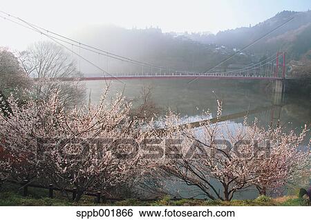 Plum trees and morning fog at Nabari river, Nara Prefecture View Large Photo Image Stock Photograph - Plum trees and morning fog at Nabari river, Nara Prefecture. Fotosearch