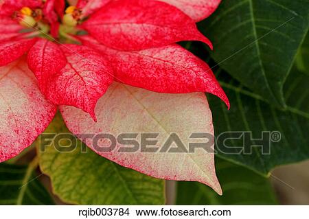 Poinsettia View Large Photo Image Picture - Poinsettia. Fotosearch