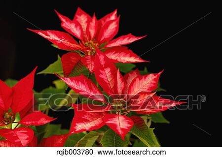 Stock Image - Poinsettia. Fotosearch