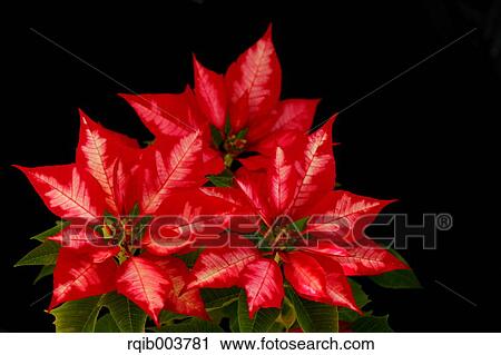 Stock Image - Poinsettia. Fotosearch