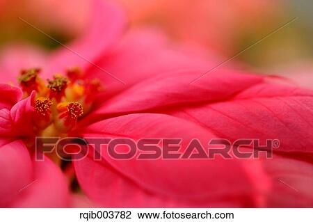 Poinsettia View Large Photo Image Stock Image - Poinsettia. Fotosearch