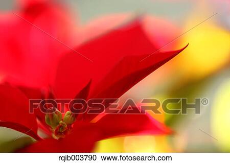 Stock Image - Poinsettia. Fotosearch