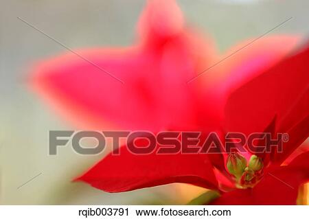 Poinsettia View Large Photo Image Stock Image - Poinsettia. Fotosearch