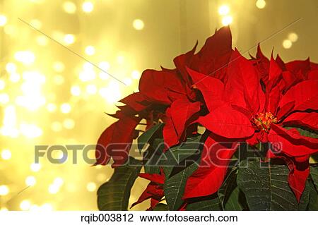 Poinsettia View Large Photo Image Stock Image - Poinsettia. Fotosearch