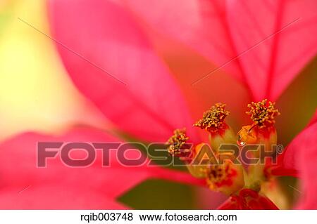 Stock Photo - Poinsettia. Fotosearch