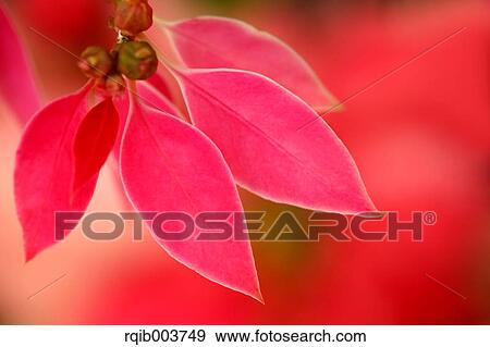Poinsettia View Large Photo Image Stock Photo - Poinsettia. Fotosearch
