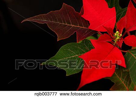 Poinsettia View Large Photo Image Stock Photo - Poinsettia. Fotosearch