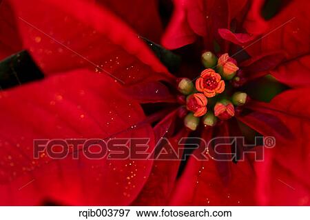 Poinsettia View Large Photo Image Stock Photo - Poinsettia. Fotosearch