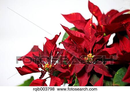 Poinsettia View Large Photo Image Stock Photo - Poinsettia. Fotosearch