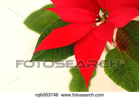Poinsettia View Large Photo Image Stock Photograph - Poinsettia. Fotosearch