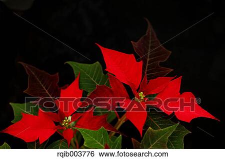 Poinsettia View Large Photo Image Stock Photograph - Poinsettia. Fotosearch