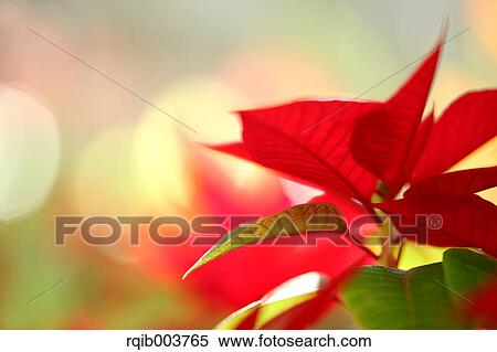Poinsettia View Large Photo Image Stock Photography - Poinsettia. Fotosearch