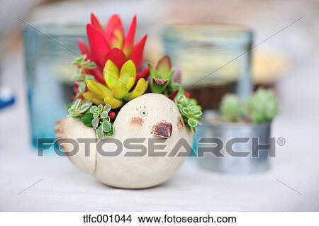 Potted plant View Large Photo Image Picture - Potted plant. Fotosearch