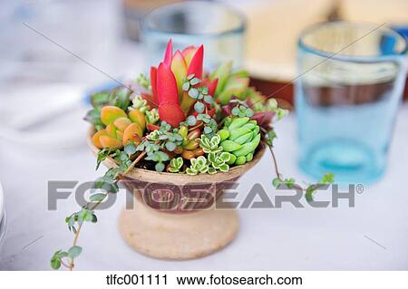 Potted plant View Large Photo Image Stock Image - Potted plant. Fotosearch