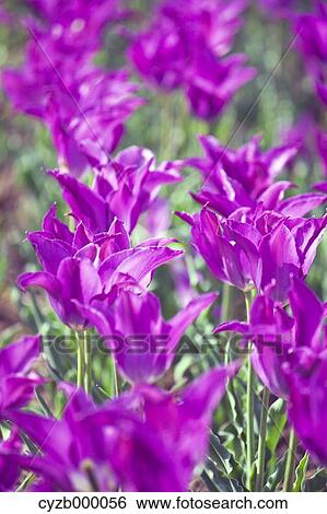 Purple tulips View Large Photo Image Stock Photograph - Purple tulips. Fotosearch