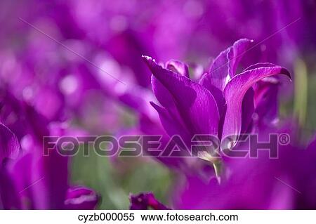Stock Photography - Purple tulips. Fotosearch