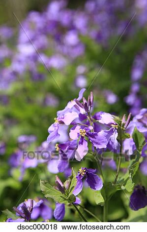 Radish flowers View Large Photo Image Stock Photo - Radish flowers. Fotosearch