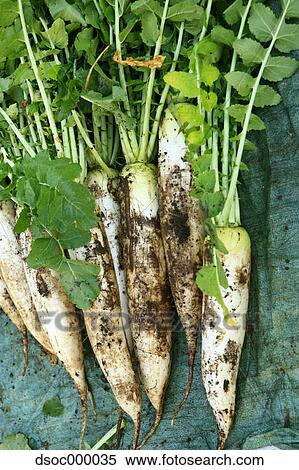 Radish View Large Photo Image Stock Photography - Radish. Fotosearch