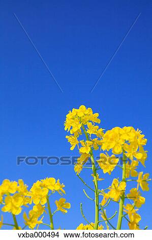 Rapeseed and blue sky View Large Photo Image Picture - Rapeseed and blue sky. Fotosearch