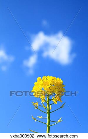 Rapeseed and blue sky View Large Photo Image Stock Image - Rapeseed and blue sky. Fotosearch