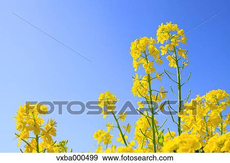 Rapeseed and blue sky View Large Photo Image Stock Photo - Rapeseed and blue sky. Fotosearch