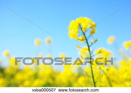 Stock Photo - Rapeseed and blue sky. Fotosearch