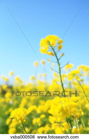 Rapeseed and blue sky View Large Photo Image Stock Photo - Rapeseed and blue sky. Fotosearch