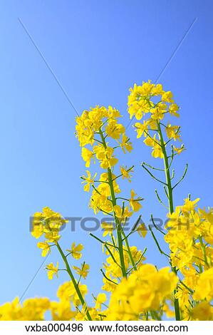 Stock Photograph - Rapeseed and blue sky. Fotosearch
