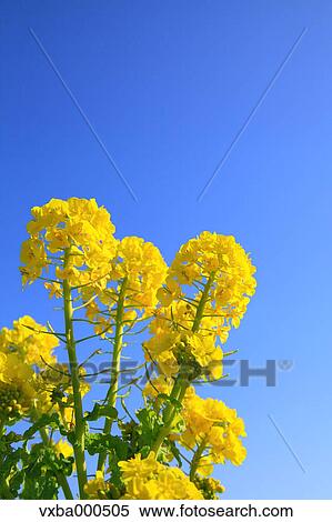Rapeseed and blue sky View Large Photo Image Stock Photography - Rapeseed and blue sky. Fotosearch