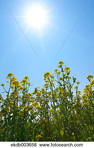 Rapeseed field, Saitama Prefecture View Large Photo Image Stock Photo - Rapeseed field, Saitama Prefecture. Fotosearch
