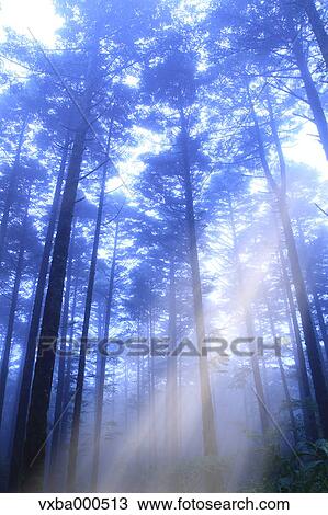 Stock Image - Rays of light in a forest. Fotosearch