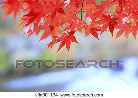Red maple leaves View Large Photo Image Picture - Red maple leaves. Fotosearch
