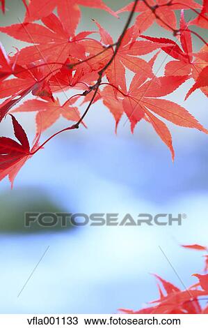 Red maple leaves View Large Photo Image Stock Image - Red maple leaves. Fotosearch