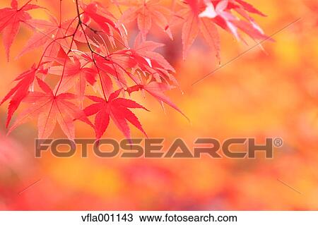 Red maple leaves View Large Photo Image Stock Image - Red maple leaves. Fotosearch