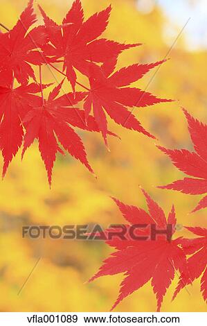 Red maple leaves View Large Photo Image Stock Photo - Red maple leaves. Fotosearch