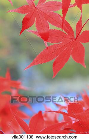 Red maple leaves View Large Photo Image Stock Photo - Red maple leaves. Fotosearch
