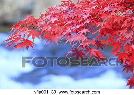 Stock Photo - Red maple leaves. Fotosearch