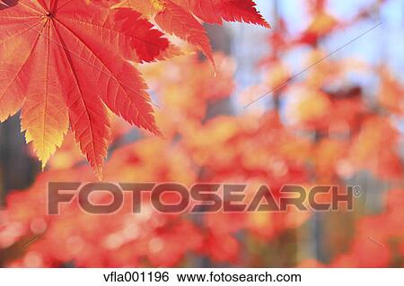 Red maple leaves View Large Photo Image Stock Photograph - Red maple leaves. Fotosearch