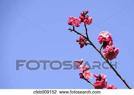 Red plum blossoms and blue sky, Nara Prefecture View Large Photo Image Stock Image - Red plum blossoms and blue sky, Nara Prefecture. Fotosearch