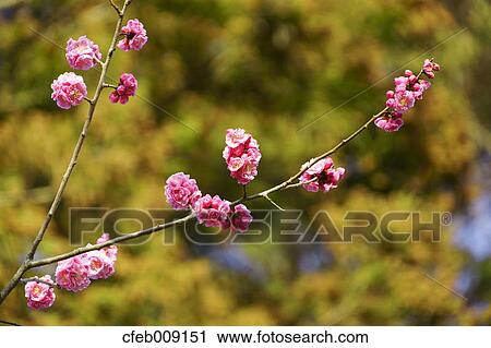 Red plum blossoms, Nara Prefecture View Large Photo Image Stock Image - Red plum blossoms, Nara Prefecture. Fotosearch