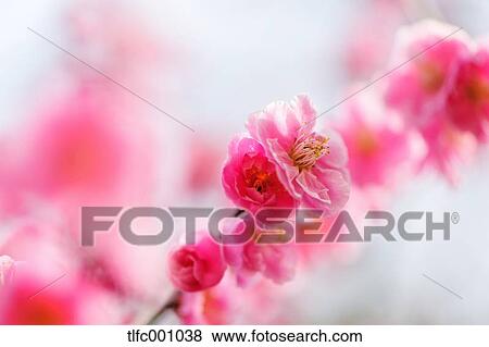 Red plum blossoms View Large Photo Image Stock Photo - Red plum blossoms. Fotosearch