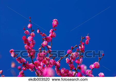 Red Plum flowers and blue sky, Shizuoka Prefecture View Large Photo Image Stock Image - Red Plum flowers and blue sky, Shizuoka Prefecture. Fotosearch