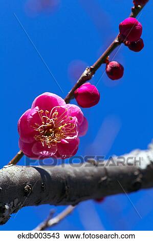 Red Plum flowers and blue sky, Shizuoka Prefecture View Large Photo Image Stock Image - Red Plum flowers and blue sky, Shizuoka Prefecture. Fotosearch