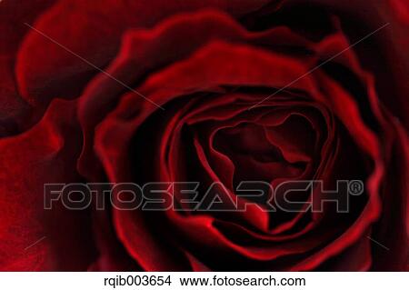 Red rose View Large Photo Image Picture - Red rose. Fotosearch