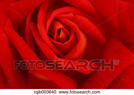 Red rose View Large Photo Image Stock Image - Red rose. Fotosearch