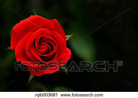Stock Image - Red rose. Fotosearch