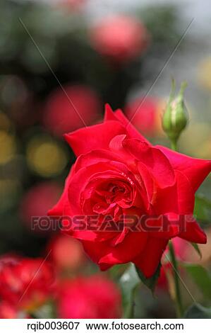 Stock Photo - Red rose. Fotosearch