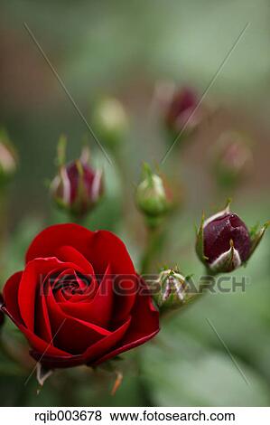 Red rose View Large Photo Image Stock Photo - Red rose. Fotosearch