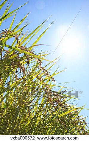Rice ears and blue sky View Large Photo Image Stock Image - Rice ears and blue sky. Fotosearch